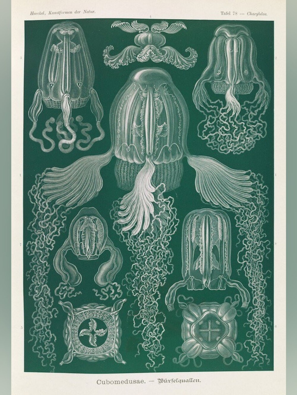 Vintage-Style Green Jellyfish Art Print